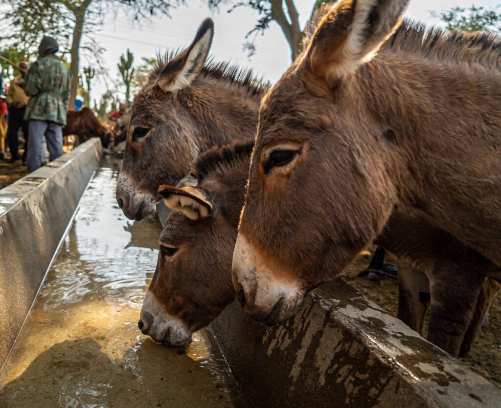 Millions Of Working Animals Set To Die In Next Decade Due To Drought, Natural Disasters And Environmental Catastrophes, Experts Warn