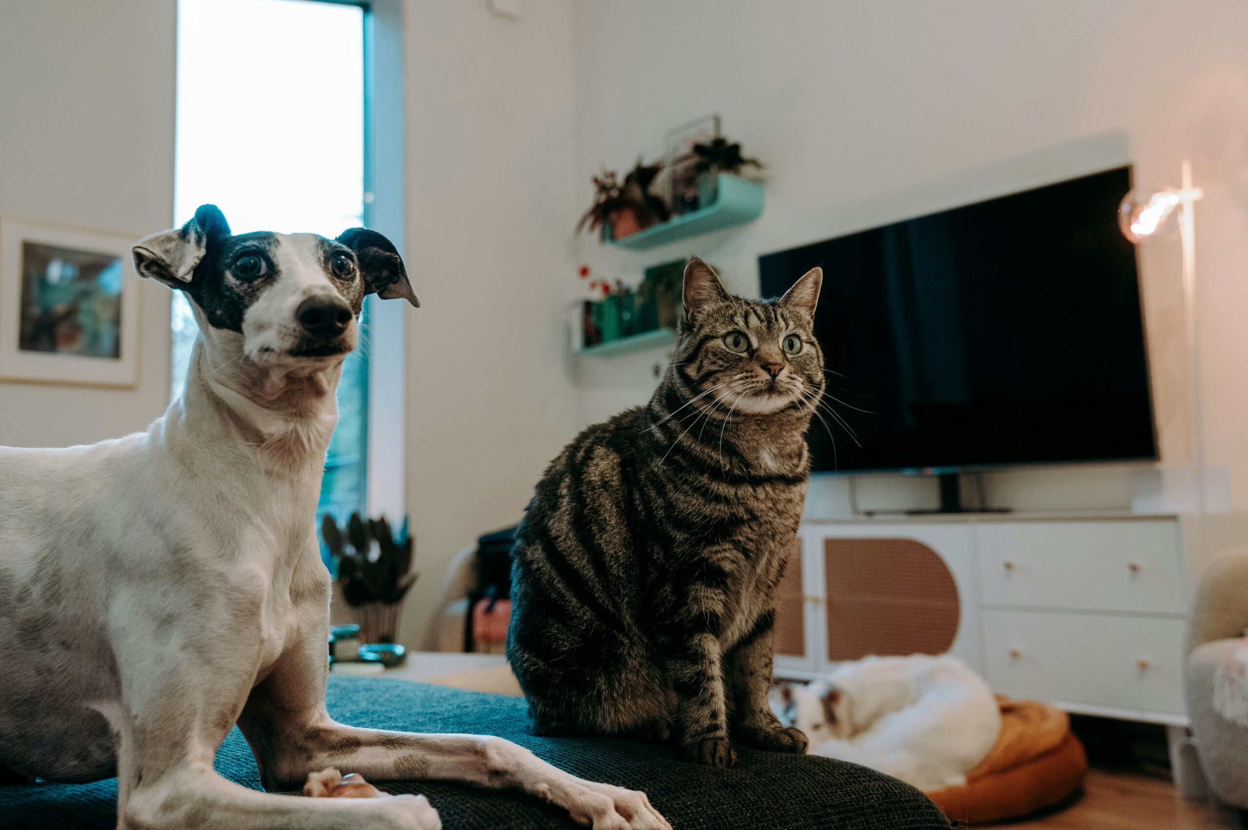 Dog and cat