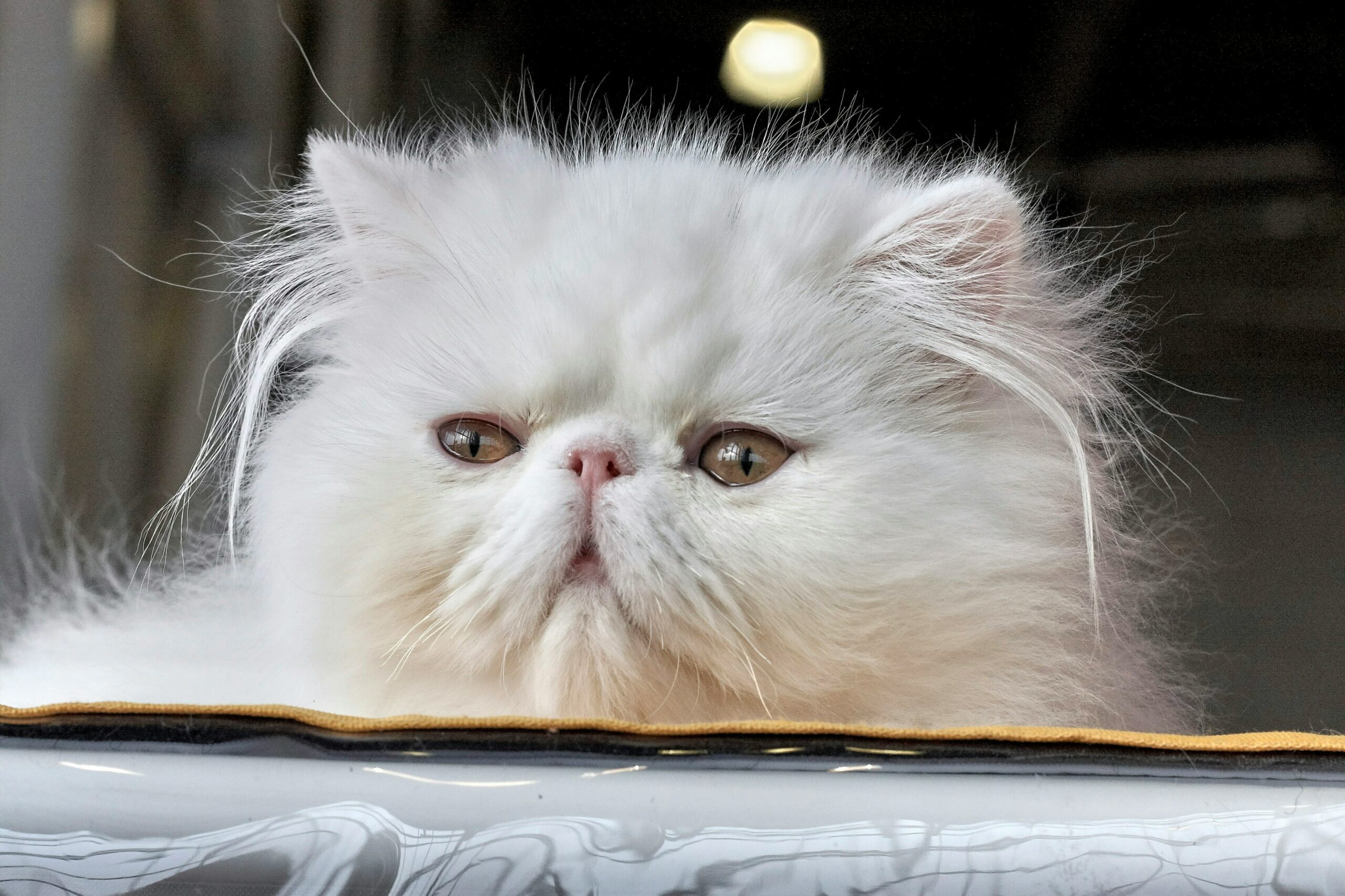 RSPCA Reports Alarming Surge in Pedigree Cats Needing Rescue Over Past Six Years