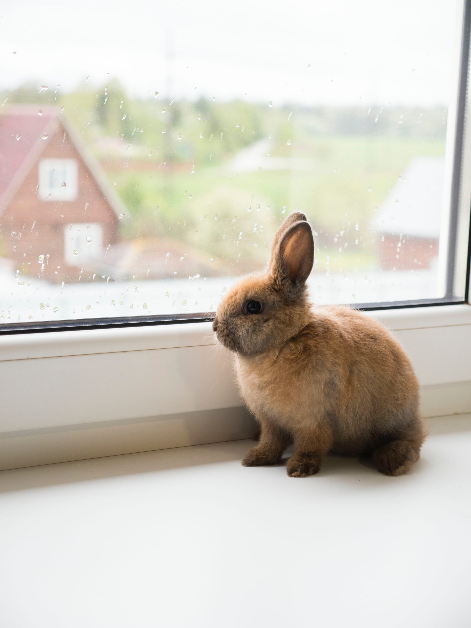 Rise in House Rabbits: Are They Becoming the New Indoor Pets?