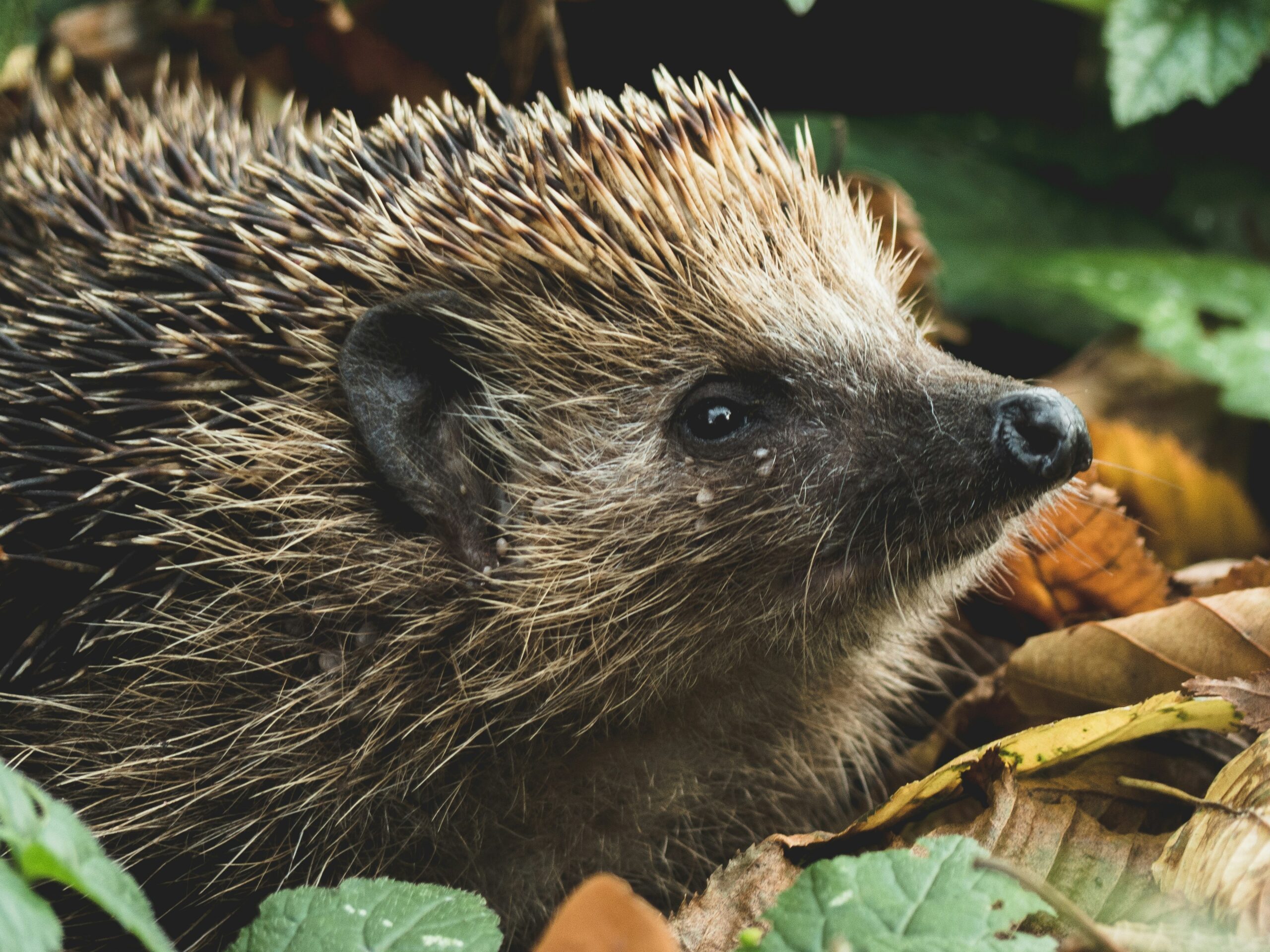 Hedgehogs and Bonfire Night: 3 Essential Tips to Keep Your Garden Safe for Hedgehogs