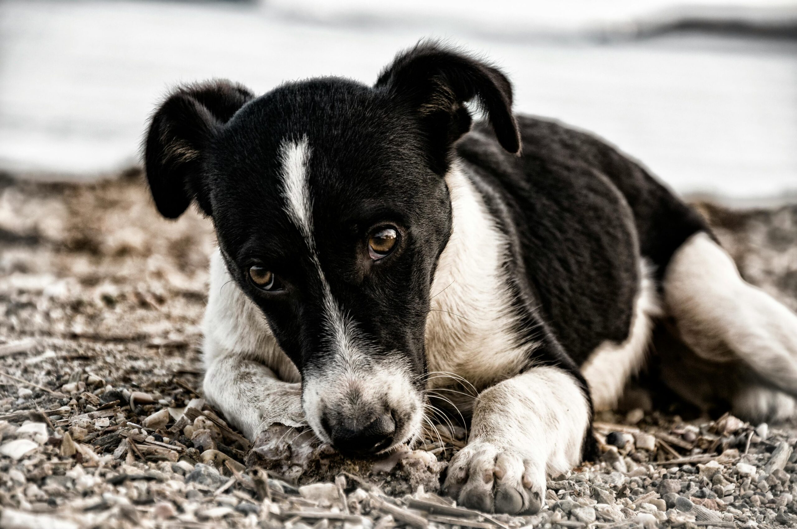 Urgent: Kajjansi Town Council Plans Mass Culling of Stray Animals in Uganda