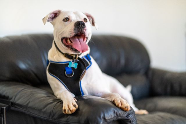 Zeus the Staffie