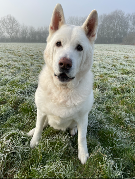 Elderly dog struggling to find a new home due to his age and poor health