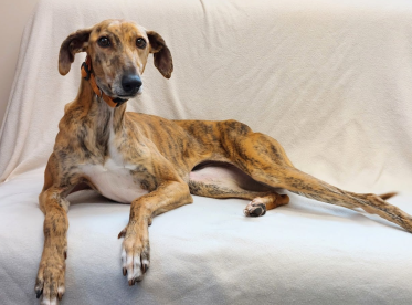 Abandoned dog ready to love again after months of care and rehabilitation