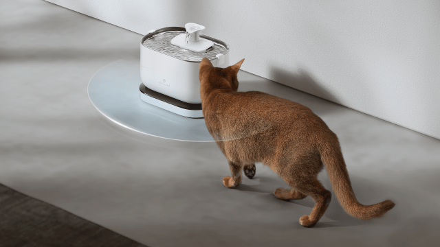 cat and water fountain